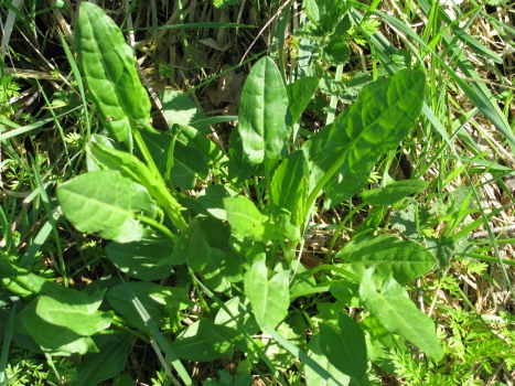 Preview: Sauerampferkraut bio